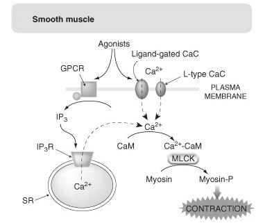 Calcium as Second Messenger Smooth muscle: Contraction controlled by proteins acting either on actin.
