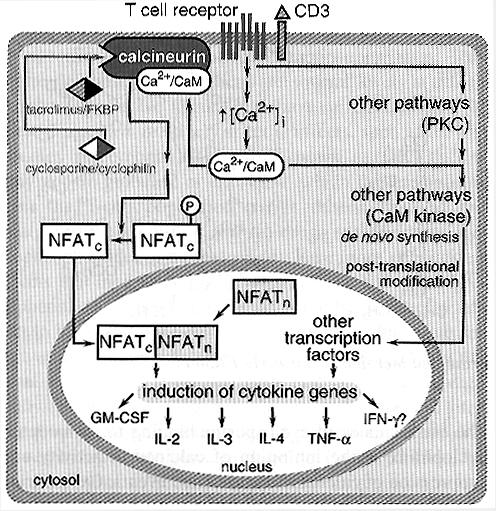 Immune response: Calcium as Second Messenger TCR stimulation => [Ca ++ ] increases => activates Calcineurin => dephosphorylates NFATc on ser/thr => NFATc translocates to nucleus where it combines