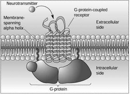 G-Protein-coupled Receptors GPCR: Large family of receptors with a probable common evolutionary precursor. Transmembrane protein that is serpentine in shape, crossing the lipid bilayer seven times.