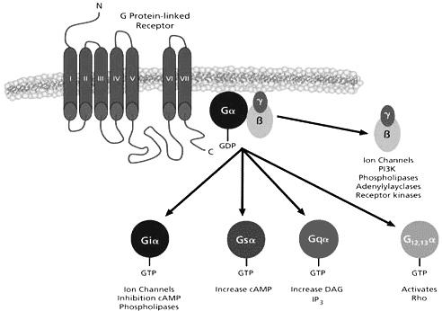 G-Protein-coupled Receptors α, β and γ subunits: α-subunit (23 isoforms): contains the GTP/GDP binding site, is responsible for identity β (5 isoforms) and γ (12 isoforms) subunits: are identical or