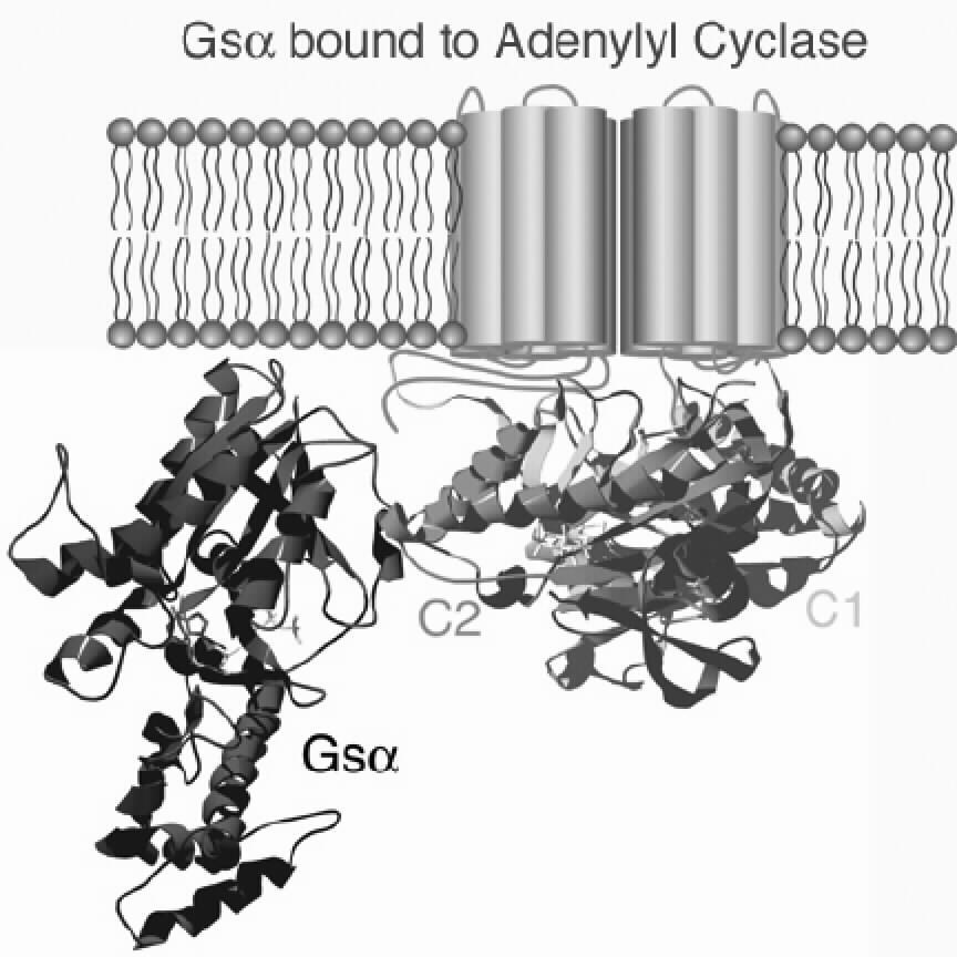 Main targets: Phospholipase Cβ: G-Protein-coupled Receptors see Lipid
