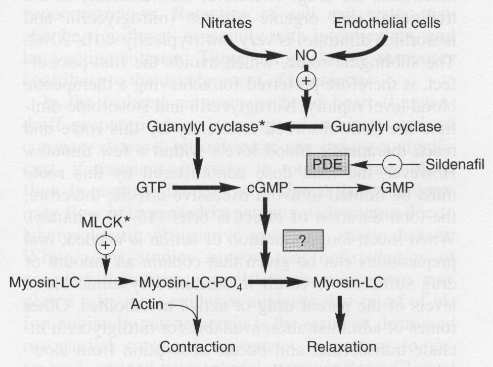 Cyclic Nucleotides Guanylate Cyclase: Yields cyclic GMP Second messenger in only a few cell types (intestinal mucosa, vascular smooth muscle) cgmp stimulates