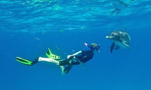 Have you ever DREAMED of SWIMMING with WILD DOLPHINS?