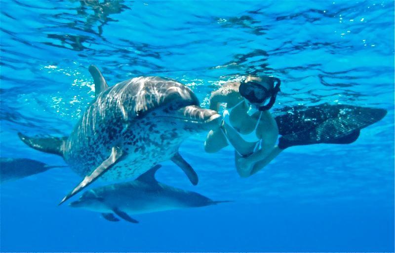 COME SWIM & PLAY WITH THE FRIENDLIEST DOLPHINS IN THE WORLD in the warm,