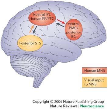 Mirror Neuron System: Role in Social Cognition Hypothesis: Primate action matching system becomes integrated with higher cognitive areas and emotion processing regions in humans Neural mechanism for