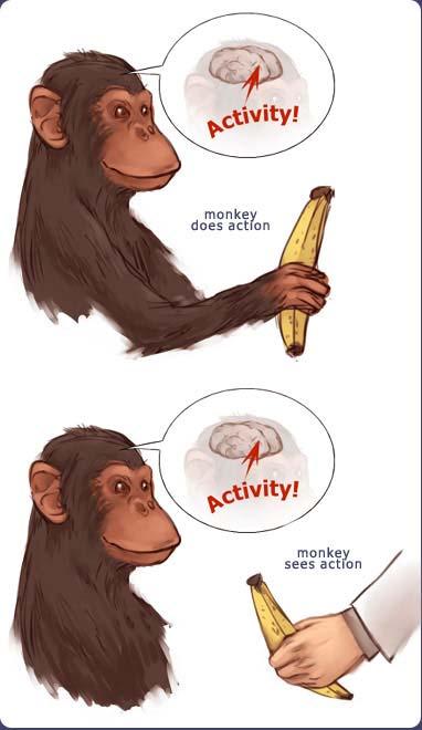Key Points: Mirror Neurons in Primates Encode goals of motor actions and are specialized for