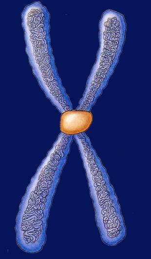 Prophase: The 1 st phase of mitosis The two halves of the doubled structure are called sister chromatids.