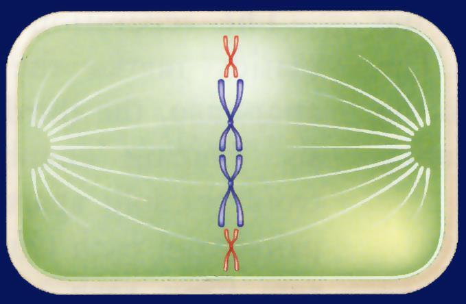 Metaphase: The 2 nd stage of mitosis During metaphase,