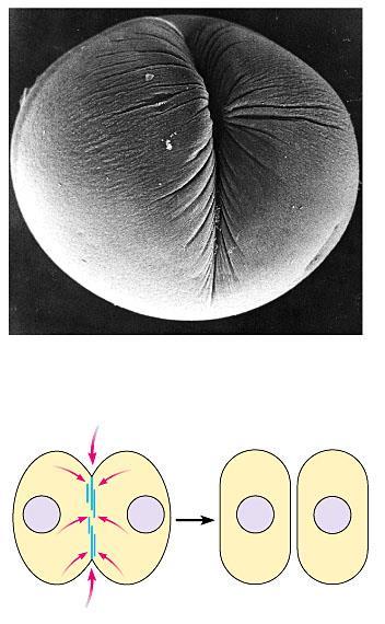 Cytokinesis Following telophase, the cell s cytoplasm divides in a process called cytokinesis.