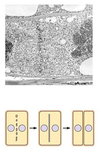 Cytokinesis Plant cells have a rigid cell wall, so the plasma membrane does not pinch in.