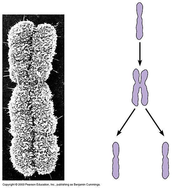 The large, complex chromosomes of eukaryotes duplicate with each cell division Before a cell starts dividing,