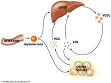 Lipoprotein eview Liver is the
