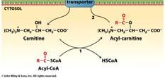 Utilization Stage 2: Activation and Transport into Matrix FA must be attached to CoA High energy bond Costs ATP AMP