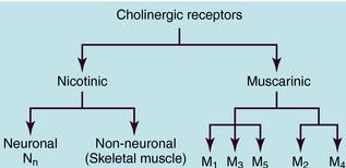 Pharmacological Analysis Pharmacological analysis suggests that neurotransmitters bind to a large number of different receptor