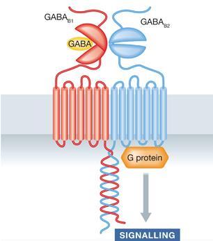 data. For example, GABA A receptors are composed of five subunits, and multiple polypeptides can substitute
