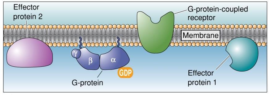 Most G-proteins have the same mode of operation: