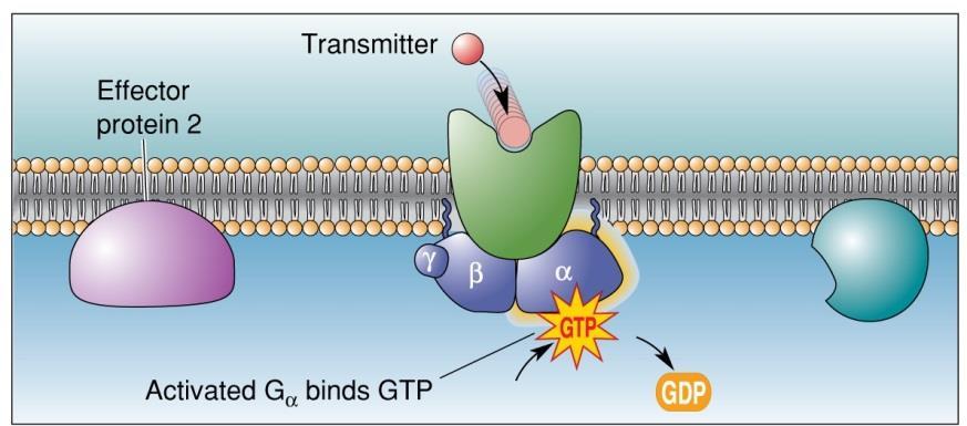 to subunit) active: G-protein bumps into an activated