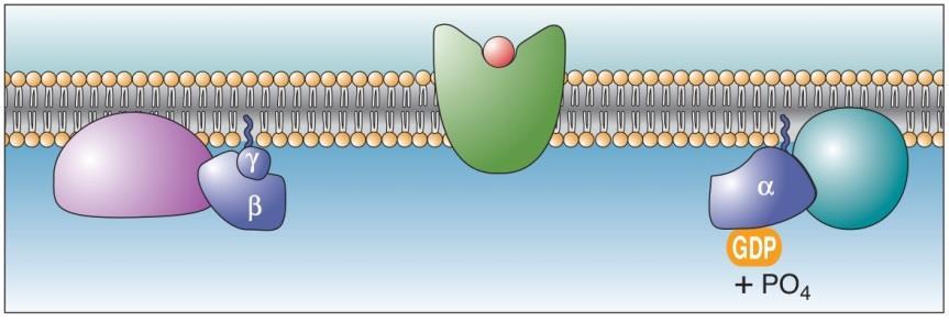 proteins G inactivates by slowly converting GTP to GDP.
