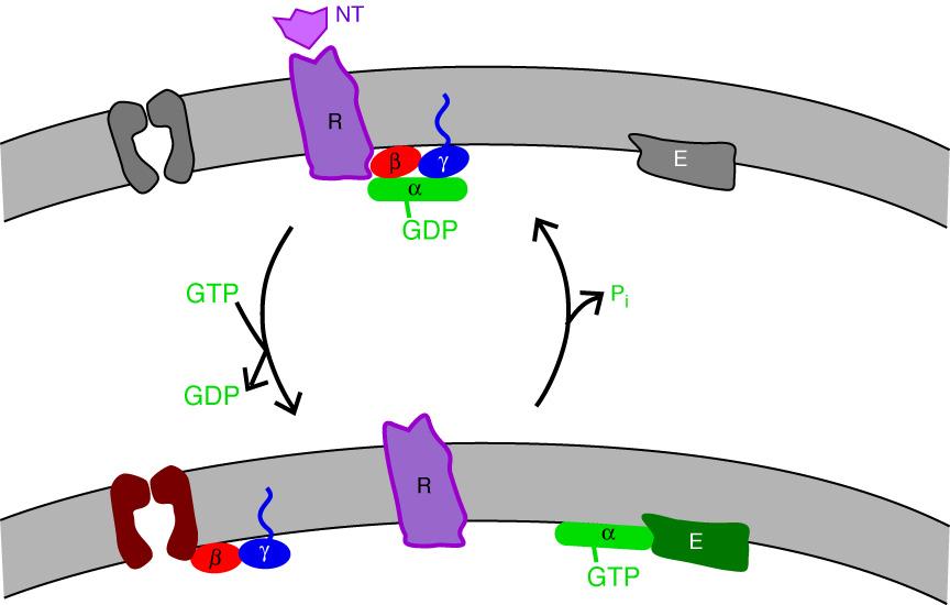 The best understood metabotropic effects occur through activation of G-proteins. The general scheme of G-protein activation is shown below.