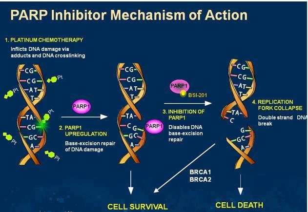 PARP Inhibitors In Breast Cancer Clear activity of PARP inhibitors as single agents in BRCA-associated breast cancer Triple negative breast cancer shares many features with