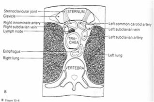 (capsular) Sternoclavicular ligament Costoclavicular ligament Articular disc Interclavicular ligament Anatomical