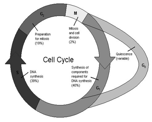 In Vivo Cell Cycle Analysis Phospho-Histone H3 G2 M Quiescence (variable) Ki67 Preparation for mitosis 19% Mitosis 3% 100% G2/M BrdU uptake S DNA synthesis 39% Synthesis required for DNA synthesis