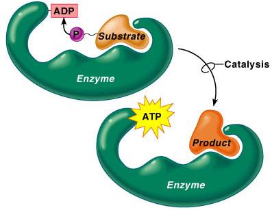 Mechanisms of ATP Synthesis: Substrate-Level Phosphorylation High-energy phosphate groups are transferred directly from