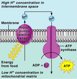 Mechanisms of ATP