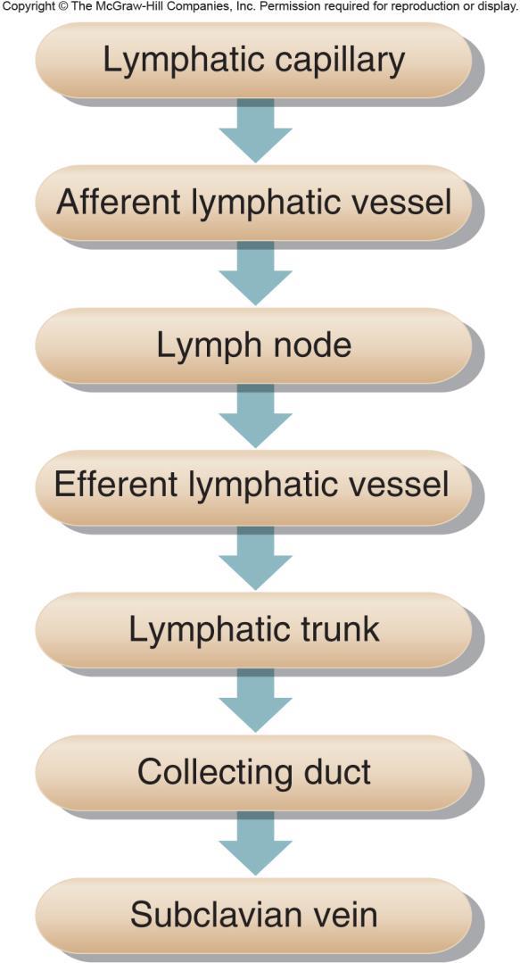CHAPTER 16: LYMPHATIC SYSTEM AND IMMUNITY OBJECTIVES 1. Name the organs that compose the lymphatic system and give three general functions performed by this system.