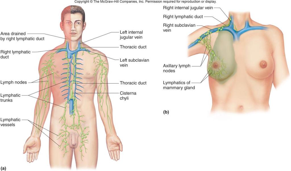 9. Name the two lymphatic collecting ducts and indicate the portion of the body that is drained by each.