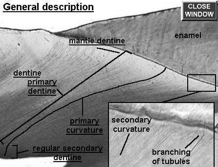 Types of Dentin: Primary Dentin Two Types: All collagen in Dentin is produced by Odontoblasts. Mantle Dentin is the area of initial dentin matrix formation and is the first formed dentin.