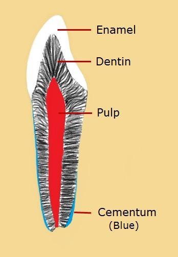 Physical Properties of Dentin Dentin, located in both the crown and root. Second hardest surface of the body. It is harder than cementum and bone; and softer than enamel.