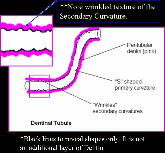 Dentinal Tubules Primary Curvature is: S- shaped Secondary Curvature: jagged or