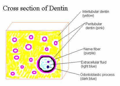 Dentinal Tubules, Peritubular dentin and Intertubular dentin Dentinal tubules contain fluid = extracellular fluid