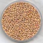 Whole Grains Brown Rice Germ and bran are intact Brown, black, purple, or