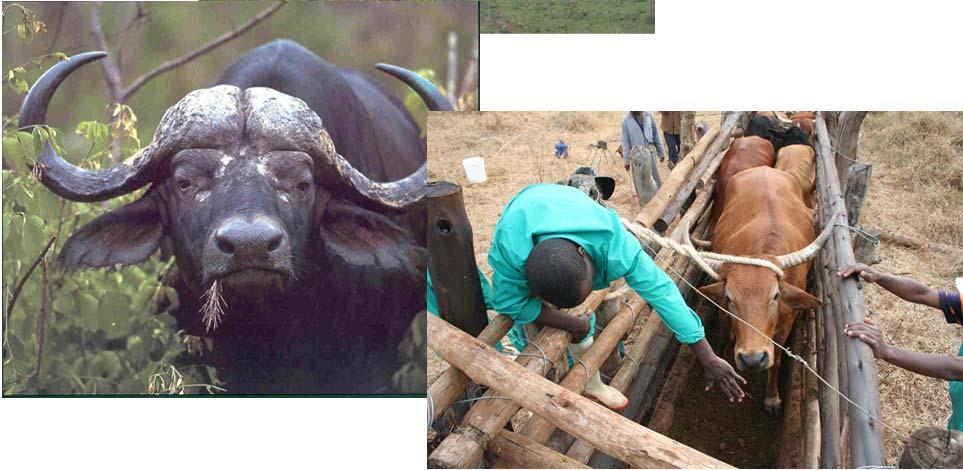 Challenges in Eastern Africa that affects surveillance for FMD Buffalo carrier Borders between countries Movement of animals Drought conditions Transfrontier