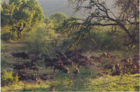 Role of African buffalo in the epidemiology of FMD The 3 SAT serotypes are maintained by