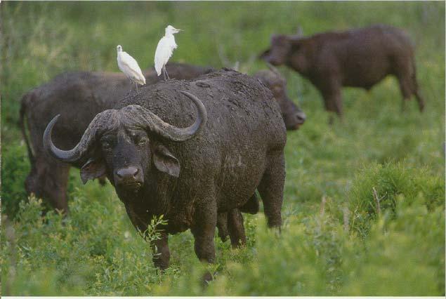 in close proximity Buffalo can maintain FMDV for up to 5 years in a single animal FMD viruses
