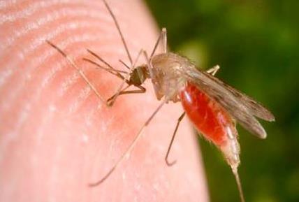 FhCMB Malaria Transmission Blocking Vaccine Program Funding