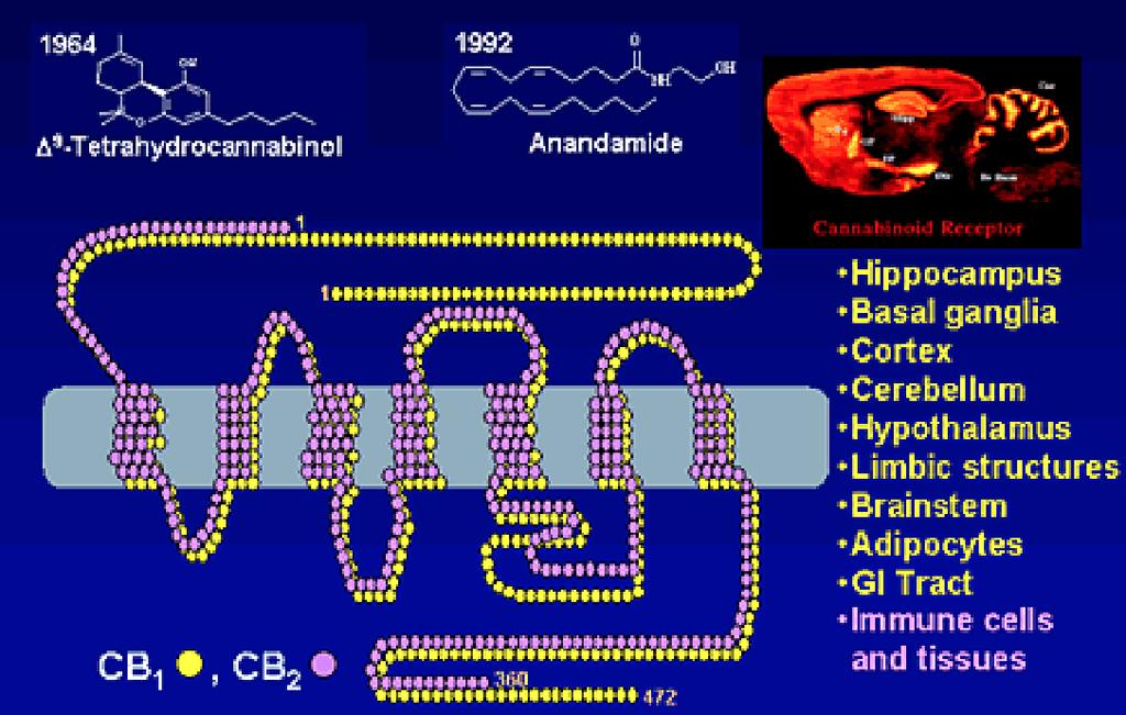 The Cannabinoid receptors (Endogenous