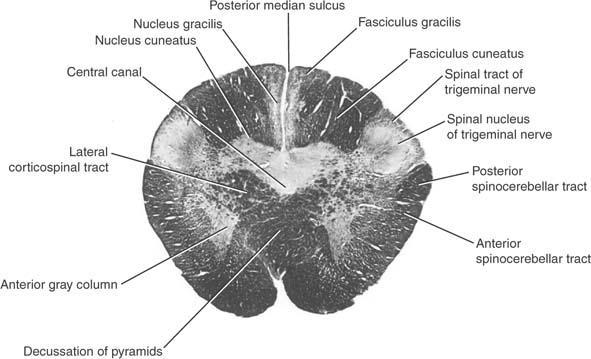 Transverse section of the medulla oblongata
