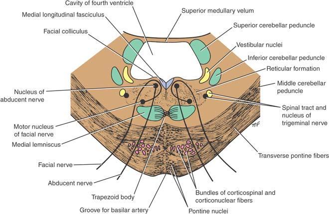 Transverse section through the caudal part of
