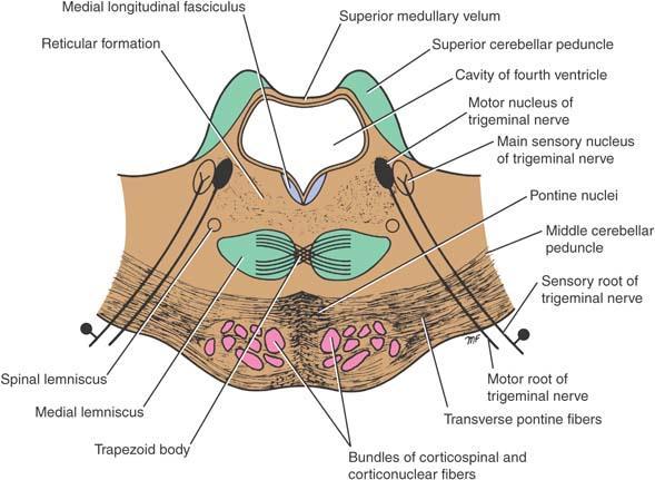 Transverse section through the pons