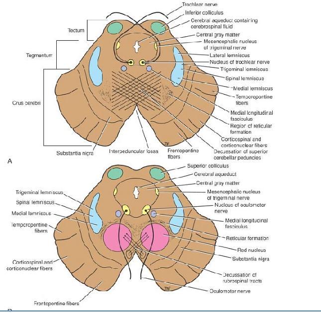 Transverse sections of the midbrain. A: At the level of the inferior colliculus.