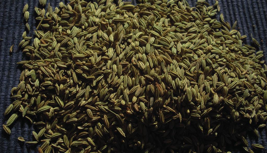 SHATAPUSHPA = Fennel Foeniculum vulgare (Umbrelliferae) VPK= "K in excess Energetics: Taste Potency Post Digestive Sweet, Pungent Heating/Cooling Sweet Habitat and Cultivation: Native to the