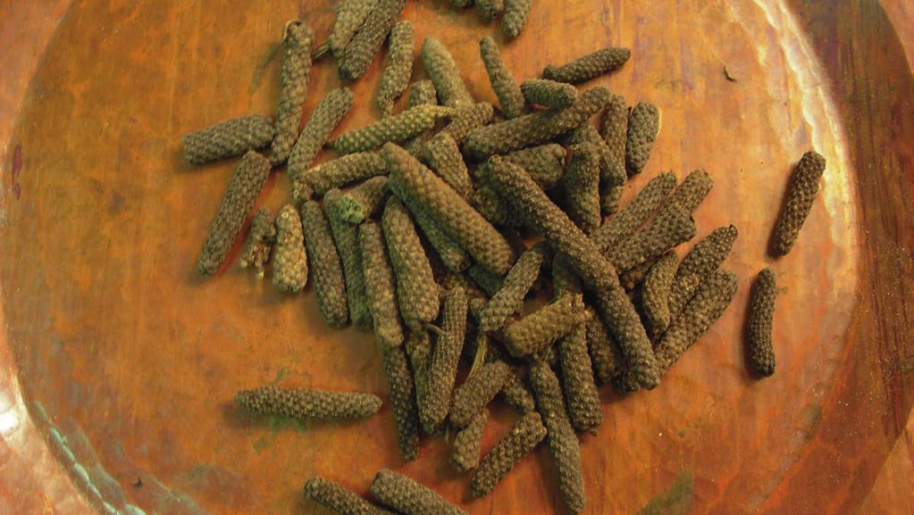 Energetics: Taste Potency Post Digestive Habitat and Cultivation: Part Used: Key Constituents: Main Actions: Main Uses: PIPPALI = Long Pepper Piper Longum (Piperaceae) VPK = ("P in excess) Pungent