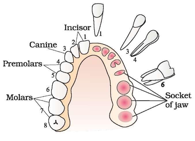2 CHAPTER 16- DIGESTION AND ABSORPTION The oral cavity has a number of teeth and a muscular tongue. Each tooth is embedded in a socket of jaw bone. This type of attachment is called thecodont.