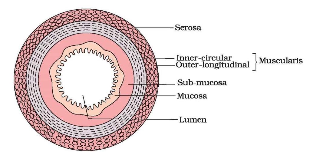3 CHAPTER 16- DIGESTION AND ABSORPTION Small intestine is distinguishable into three regions, a 'U' shaped duodenum, a long coiled middle portion jejunum and a highly coiled ileum.