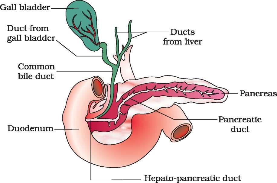 4 CHAPTER 16- DIGESTION AND ABSORPTION Digestive Glands The digestive glands associated with the alimentary canal include the salivary glands, the liver and the pancreas.
