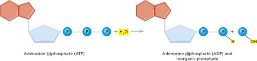 ) Dehydration reactions: formation of large molecules by the removal of water Example: monomers are joined to form polymers 2.